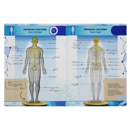 4D Encyclopedia in augmented reality "Anatomy: Human Body"-1