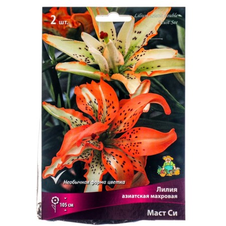 Lilia Asian terry Mast SI, 14/16 rr, 2 pcs. 100 h (cm), autumn 2024