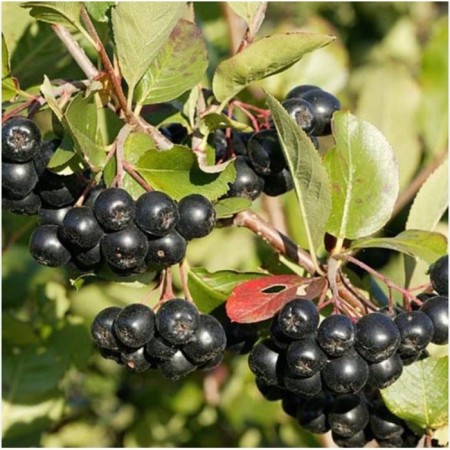 Aronia Chernolod, C5 pot, 1 pc, summer 2024