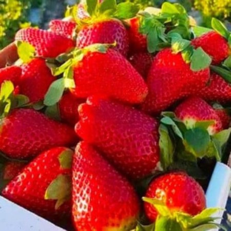Strawberries of Frigenza Federica (9-15 mm), p9 pot