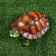 Garden figure "E am E amidary turtle" 22x13x10cm
