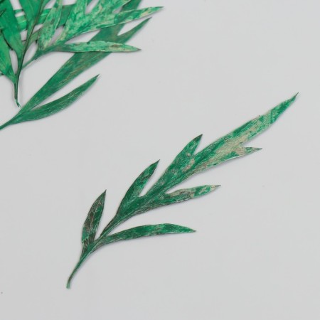 Sukhotzet "Leaf of wormwood leaf" Green H = 5-8 cm-1