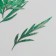 Sukhotzet "Leaf of wormwood leaf" Green H = 5-8 cm