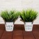 Bonsai in the pot "Garden Paradise" sedge, 11x22 cm, mix
