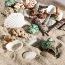 Set of shells 100 g, mix No. 1