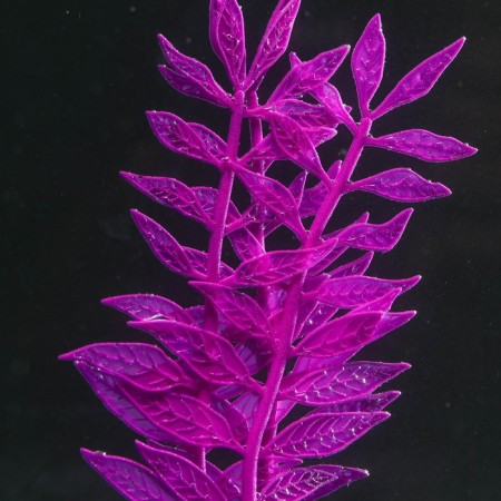Silicone Aquarium plant, glowing in the dark, 8 x 15 cm, purple-2