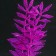 Silicone Aquarium plant, glowing in the dark, 8 x 15 cm, purple