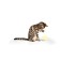 Cat tensile on mounting with a tibia "bird" with a cat's mint