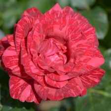 Seedling rose 