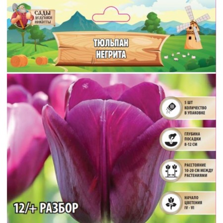 Tulip Negrit, river 12/+, 5pcs, autumn 2024