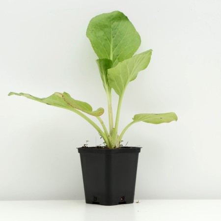 Badan thick -faced, P9 pot, 1 pc, spring 2024-1