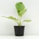 Badan thick -faced, P9 pot, 1 pc, spring 2024