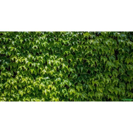Photo, 250 × 158 cm, with photo printing, eyelets step 1 m, “grape wall”, Greengo