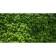 Photo, 250 × 158 cm, with photo printing, eyelets step 1 m, “grape wall”, Greengo
