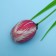 Confectionery "Tulip" in an envelope, 20 g