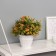 Bonsai in the pot "Ruelliya Premium" 19x9 cm, mix
