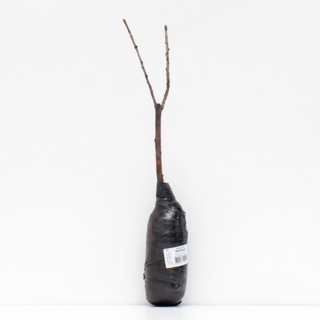 Sea buckthorn "favorite", 1 pc, tube, spring 2025-2