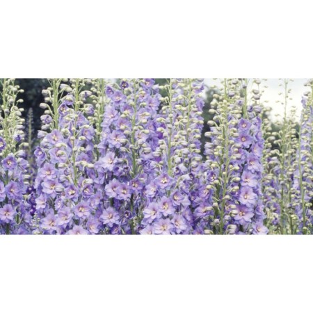 Delphinium High State, Rr. I, 1 pc, Spring 2025