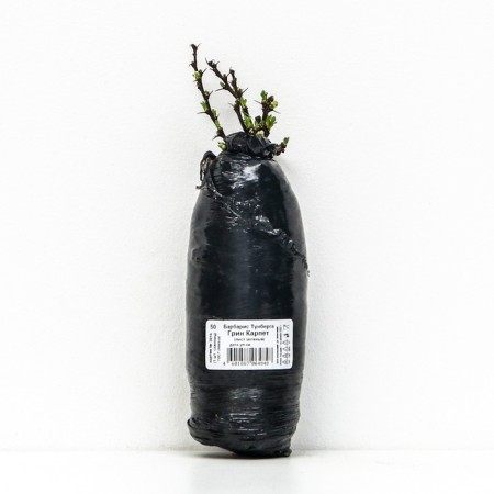 Barberis Tunberg "Green Carpet", 1 pc, tube, spring 2024-2