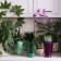 Pot for orchids, 1.3 l, 13.6 × 14.1 × 20 cm, plastic, transparent-turquoise