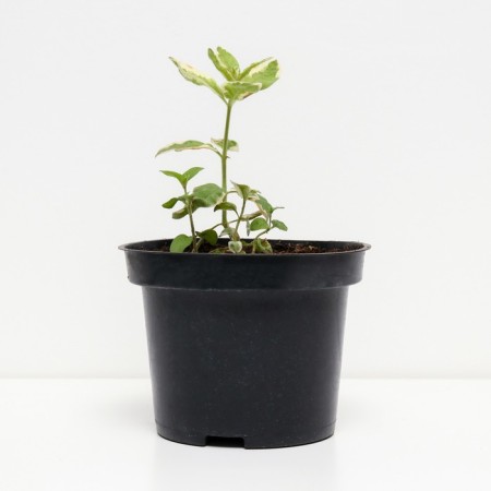 Verbeynik Potochny Alexander, C2 pot, H10-50 Height, 1 pc, summer 2024-1