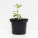 Verbeynik Potochny Alexander, C2 pot, H10-50 Height, 1 pc, summer 2024