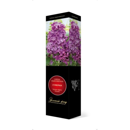 Ordinary lilac "twilight" 1 pc, tube, spring 2025