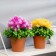 Bonsai "Georgin decorative" 10x22 cm, mix