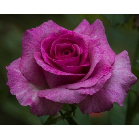 Seedling rose Tea-hybrid violet perfume, 1 pc, spring 2024