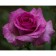Seedling rose Tea-hybrid violet perfume, 1 pc, spring 2024