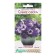 Flower seeds Floral mixture Blue Lakes, 10 dragees