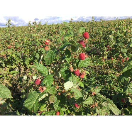 Seedling raspberry dumpling, repairing outstanding variety, pot of P9, summer 2024