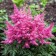 Astilba hybrid junik Pink, C1.5 pot, H10-50 height, 1 pc, summer 2024