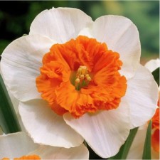 Narcissus Large-crop Chardash, 12/14 rr, 3 pcs, 35-40 h (cm), autumn 2024