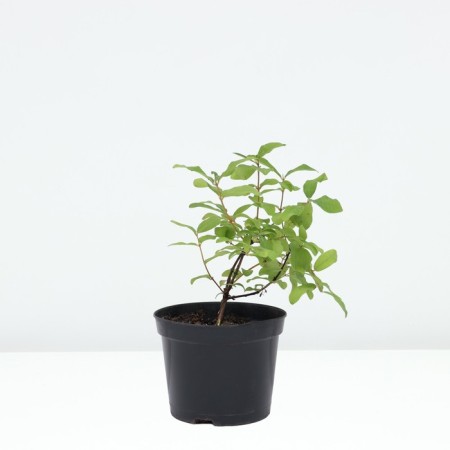 Honeysuckle edible Leningrad giant, C2 pot, H20-40 Height, 1 pc, summer 2024-1