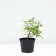 Honeysuckle edible Leningrad giant, C2 pot, H20-40 Height, 1 pc, summer 2024