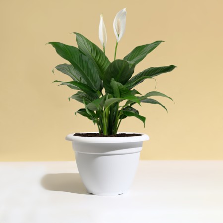 Flower pot, d = 25 cm, 4.3 l, plastic, white-2