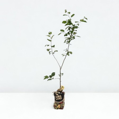 Seedling apple tree Pervouralskoye, winter variety, pot 2l., Summer 2024