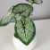 Bonsai in the pot "Brunner Large -leaved" 6x13 cm, green