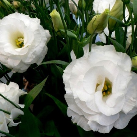 Eustoma flower seeds "Mariachi" Belaya, oh, 5 pcs.