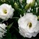 Eustoma flower seeds "Mariachi" Belaya, oh, 5 pcs.