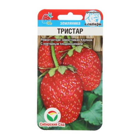 Strawberries "Tristar", 10 pcs