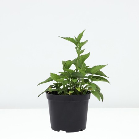 Rudbekia brilliant linen, C5 pot, 1 pc, summer 2024-1