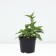 Rudbekia brilliant linen, C5 pot, 1 pc, summer 2024