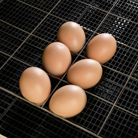 Incubator of the household "Cinderella", for 70 eggs, automatic revolution, 220 iv/12 V-4