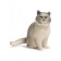 Toy - surprise "Pets. Cats "