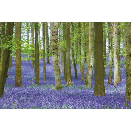 Outstanding trees that changed our life. Adams M.-3