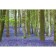 Outstanding trees that changed our life. Adams M.