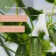 Castle for climbing plants, 6 cm, set of 5 pcs., White