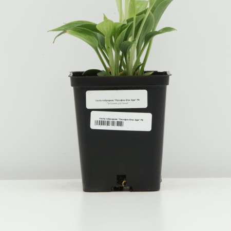 Hybrid Host "Pasifik Blue Edge", P9 pot, 1 pc, spring 2024-3